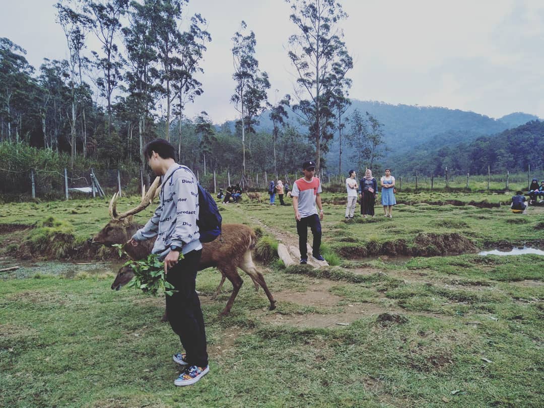 Penangkaran Rusa Gresik 9 Penangkaran Rusa Gresik 9