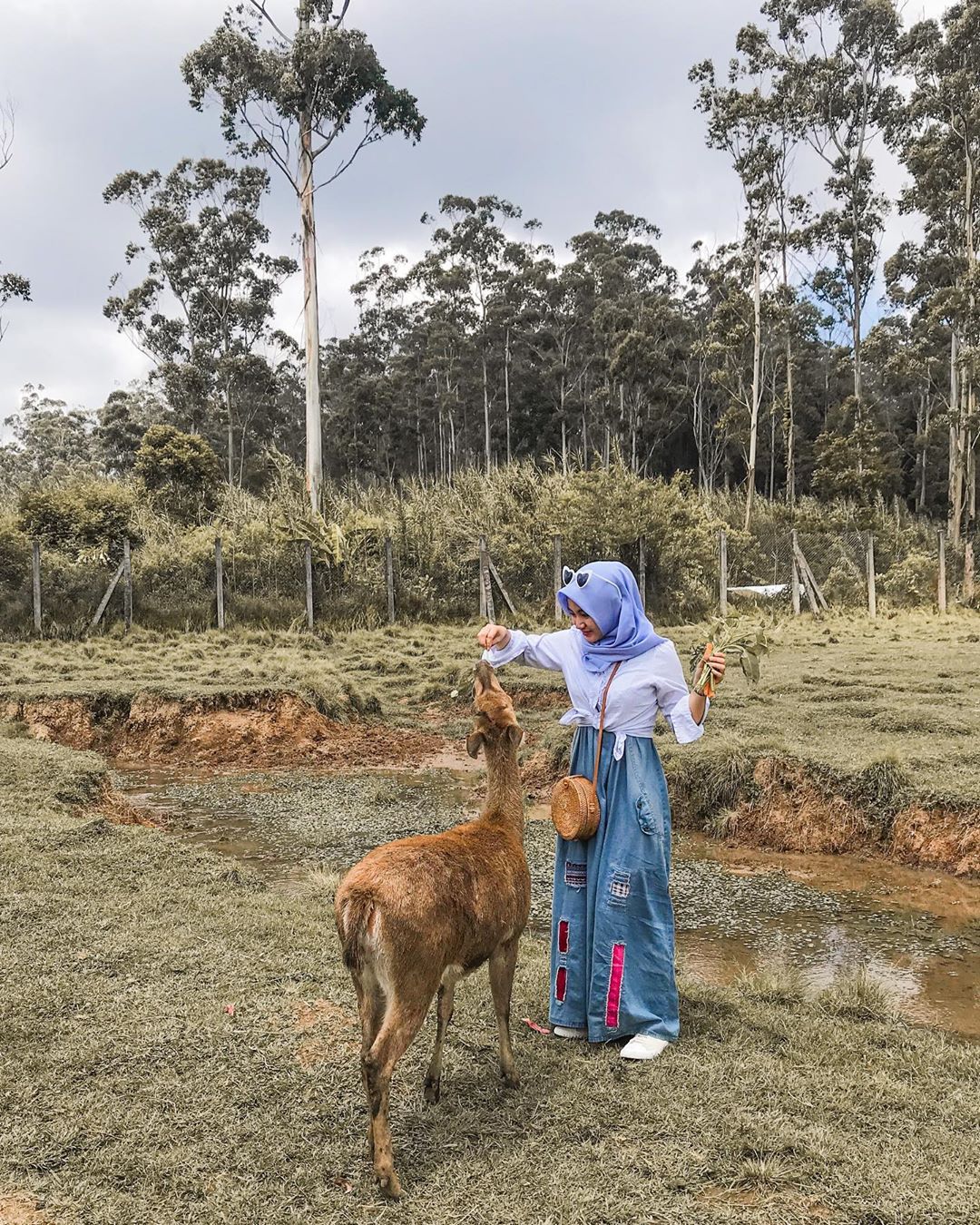 Penangkaran Rusa Gresik 2 Penangkaran Rusa Gresik 2