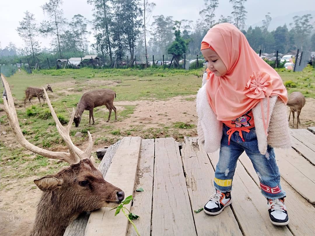 Penangkaran Rusa Gresik 3 Penangkaran Rusa Gresik 3