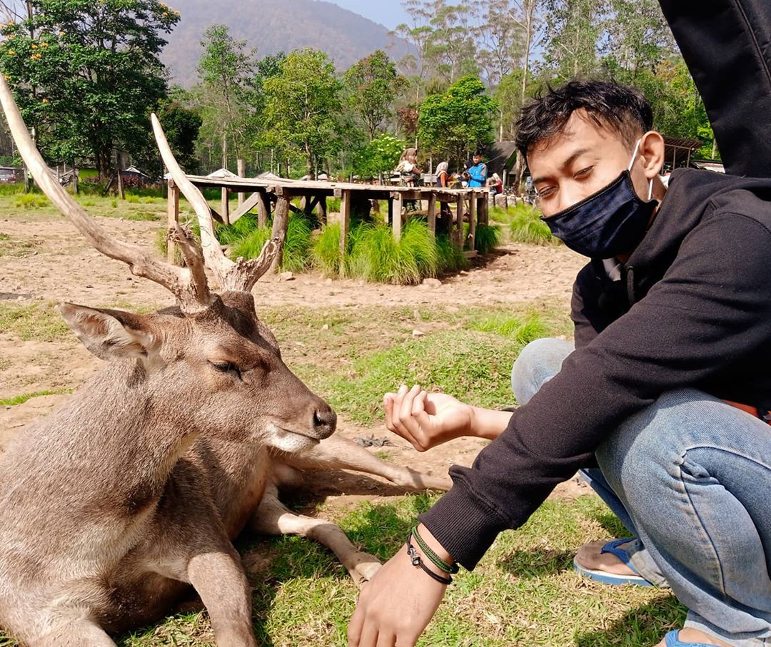 Penangkaran Rusa Gresik 4 Penangkaran Rusa Gresik 4