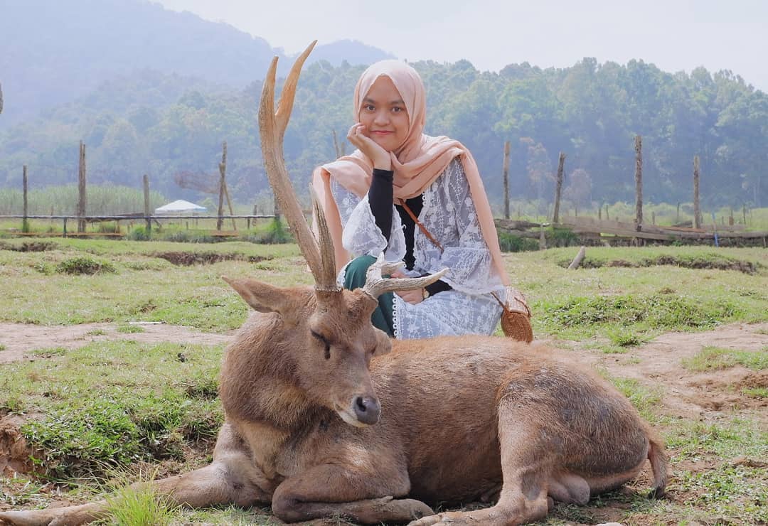 Penangkaran Rusa Gresik 5 Penangkaran Rusa Gresik 5