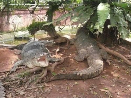 10 Gambar Taman Budaya Tangerang, Harga Tiket Masuk, Lokasi Alamat, Villa di Sekitar Wisata + Banyak Penangkaran 4 10 Gambar Taman Budaya Tangerang, Harga Tiket Masuk, Lokasi Alamat, Villa di Sekitar Wisata + Banyak Penangkaran 4