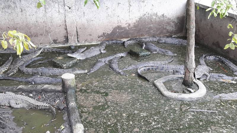 10 Gambar Taman Budaya Tangerang, Harga Tiket Masuk, Lokasi Alamat, Villa di Sekitar Wisata + Banyak Penangkaran 9 10 Gambar Taman Budaya Tangerang, Harga Tiket Masuk, Lokasi Alamat, Villa di Sekitar Wisata + Banyak Penangkaran 9