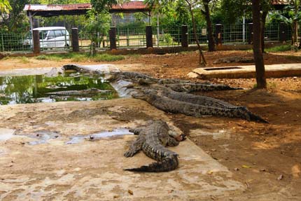 10 Gambar Taman Budaya Tangerang, Harga Tiket Masuk, Lokasi Alamat, Villa di Sekitar Wisata + Banyak Penangkaran 5 10 Gambar Taman Budaya Tangerang, Harga Tiket Masuk, Lokasi Alamat, Villa di Sekitar Wisata + Banyak Penangkaran 5