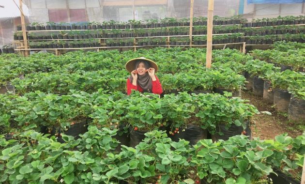 Di Lumajang Ada Agrowisata Terbaik, Inilah Tempatnya! 2