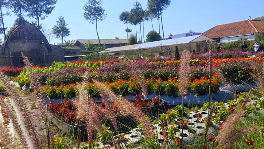 Menikmati Warna Warni di Taman Bunga Cihideung 4