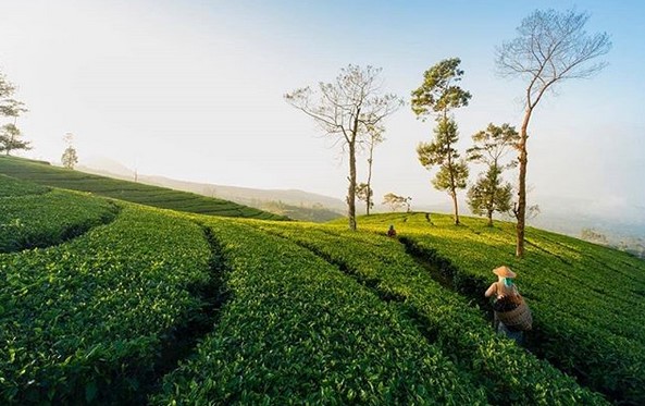 Bukit Seroja Wonosobo, Keindahan Alam yang Menjamin Kepuasan Mata 6