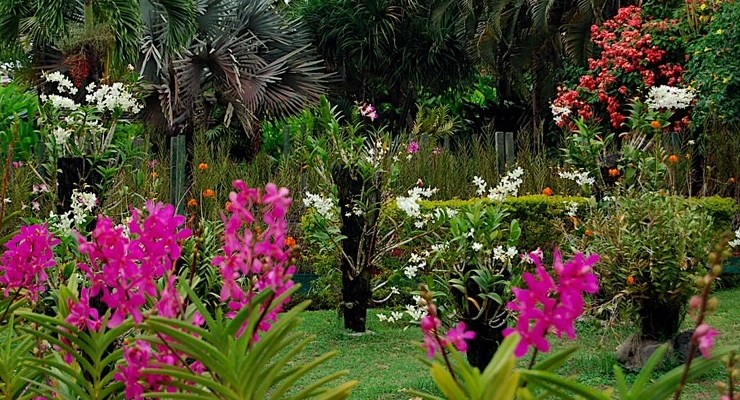 Menikmati Warna Warni di Taman Bunga Cihideung 5