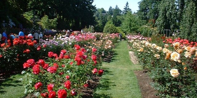 Menikmati Warna Warni di Taman Bunga Cihideung 7