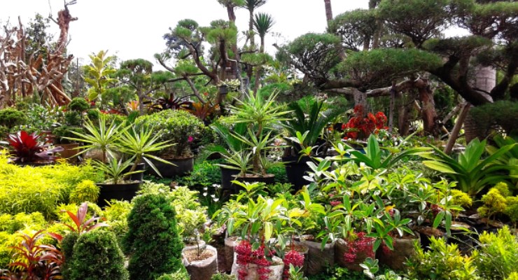 Menikmati Warna Warni di Taman Bunga Cihideung 9