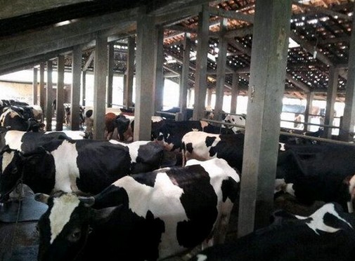 Cibubur Garden Diary, Agrowisata Edukasi yang Seru untuk Keluarga 3