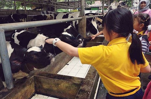 Cibubur Garden Diary, Agrowisata Edukasi yang Seru untuk Keluarga 7