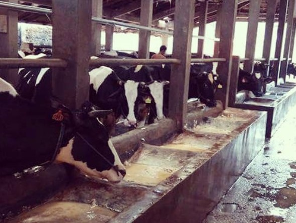 Cibubur Garden Diary, Agrowisata Edukasi yang Seru untuk Keluarga 8