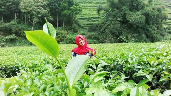 Pesona Indahnya Kebun Teh Jamus Ngawi dan Spot Borobudur Hills Yang Hits Banget 10
