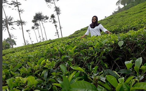 Pesona Indahnya Kebun Teh Jamus Ngawi dan Spot Borobudur Hills Yang Hits Banget 3