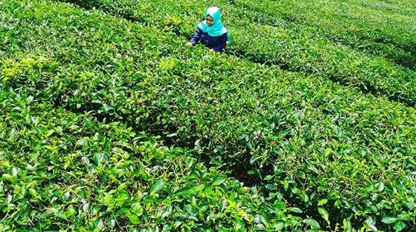 Pesona Indahnya Kebun Teh Jamus Ngawi dan Spot Borobudur Hills Yang Hits Banget 5