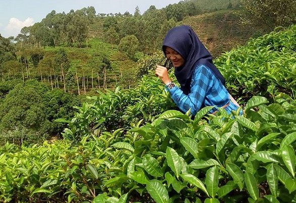 Pesona Indahnya Kebun Teh Jamus Ngawi dan Spot Borobudur Hills Yang Hits Banget 8