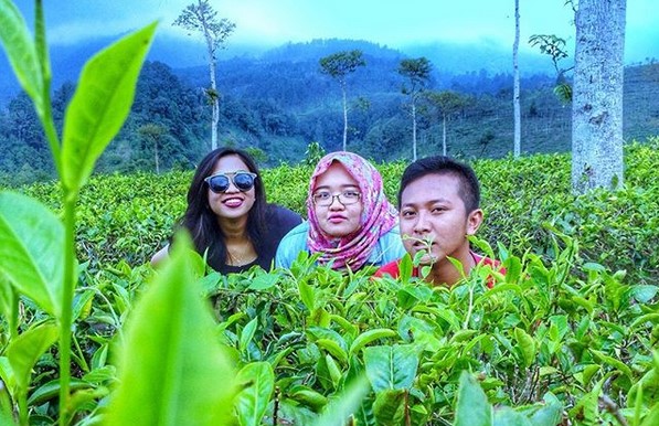 Pesona Indahnya Kebun Teh Jamus Ngawi dan Spot Borobudur Hills Yang Hits Banget 9