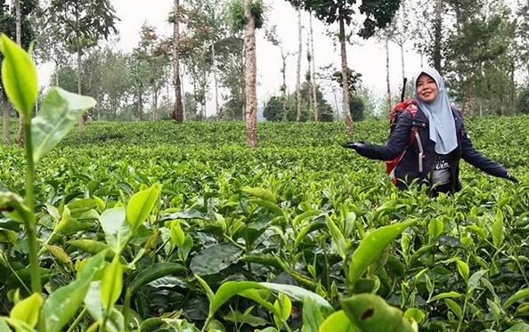 Kebun Teh Tambi Wonosobo, Wisata Alam Menakjubkan yang Patut Dikunjungi 10