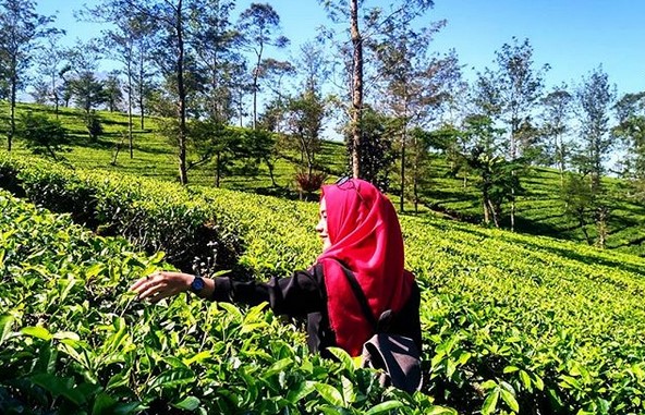 Kebun Teh Tambi Wonosobo, Wisata Alam Menakjubkan yang Patut Dikunjungi 1