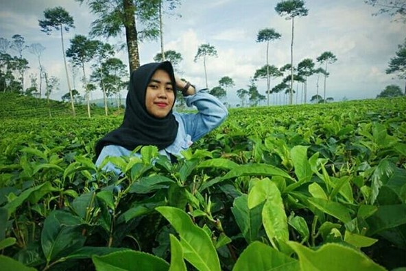 Kebun Teh Tambi Wonosobo, Wisata Alam Menakjubkan yang Patut Dikunjungi 4