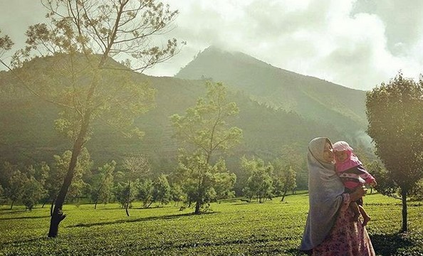 Kebun Teh Tambi Wonosobo, Wisata Alam Menakjubkan yang Patut Dikunjungi 5