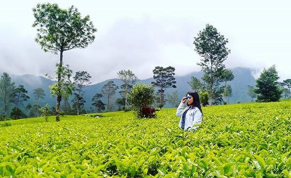 Kebun Teh Tambi Wonosobo, Wisata Alam Menakjubkan yang Patut Dikunjungi 7