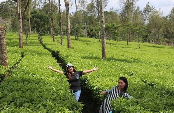 Kebun Teh Tambi Wonosobo, Wisata Alam Menakjubkan yang Patut Dikunjungi 8