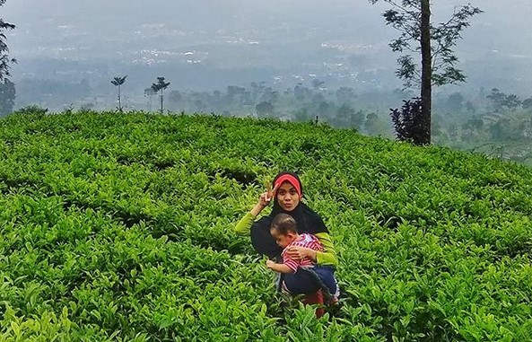 Kebun Teh Tambi Wonosobo, Wisata Alam Menakjubkan yang Patut Dikunjungi 9