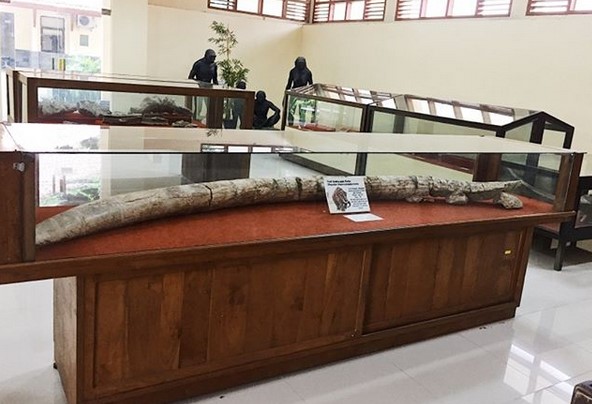 Mau Tahu Nenek Moyang Kita Sesungguhnya? Yuk ke Museum Trinil Ngawi 2