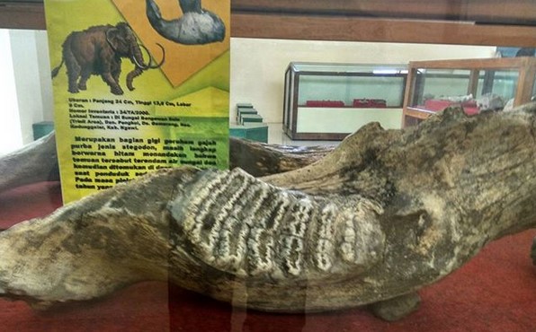 Mau Tahu Nenek Moyang Kita Sesungguhnya? Yuk ke Museum Trinil Ngawi 6