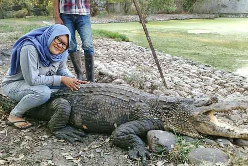 Penangkaran Buaya Blanakan: Melihat Ratusan Buaya dari Dekat di Habitat Aslinya di Hutan Bakau