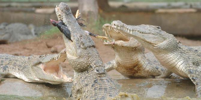 Menikmati Atraksi Menggemaskan Buaya Baron dan Jack di Penangkaran Buaya Subang 3 Menikmati Atraksi Menggemaskan Buaya Baron dan Jack di Penangkaran Buaya Subang 3