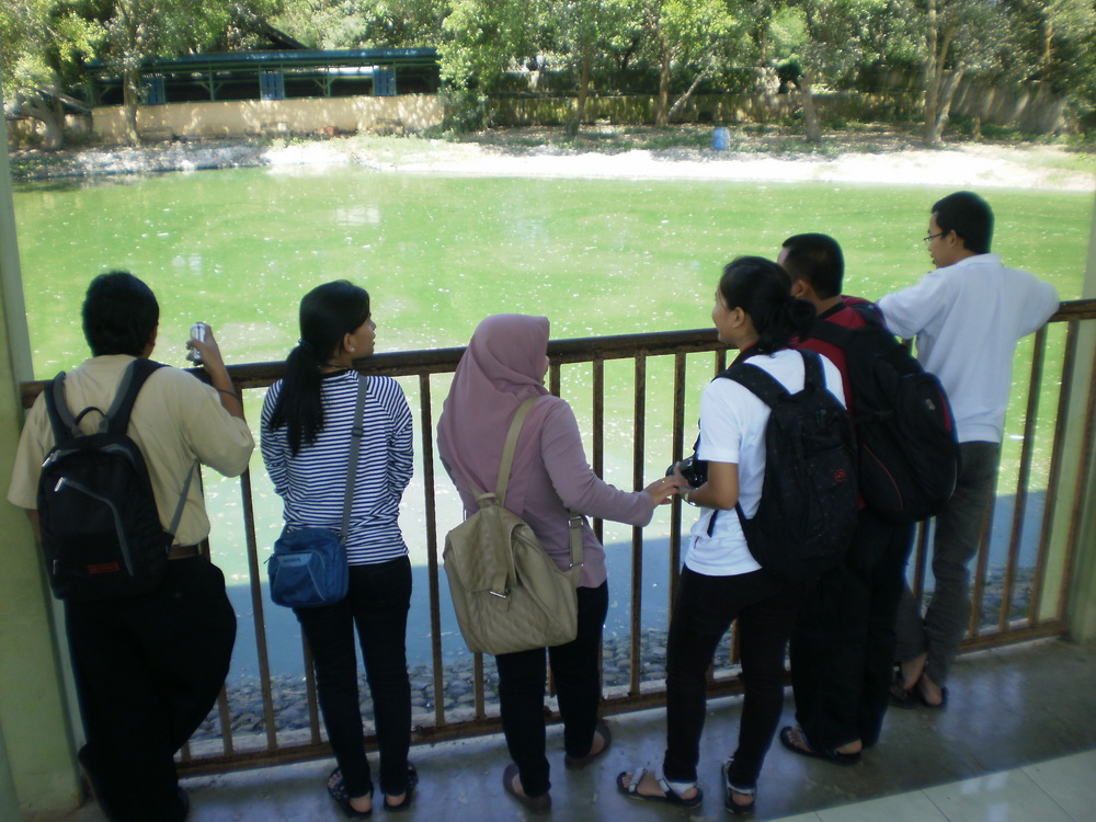 Menikmati Atraksi Menggemaskan Buaya Baron dan Jack di Penangkaran Buaya Subang 4 Menikmati Atraksi Menggemaskan Buaya Baron dan Jack di Penangkaran Buaya Subang 4