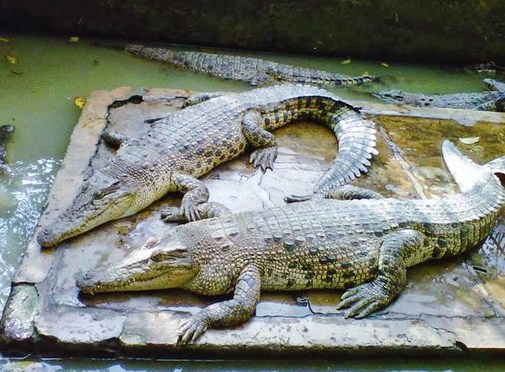 Menikmati Atraksi Menggemaskan Buaya Baron dan Jack di Penangkaran Buaya Subang 6 Menikmati Atraksi Menggemaskan Buaya Baron dan Jack di Penangkaran Buaya Subang 6