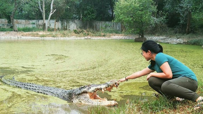 Menikmati Atraksi Menggemaskan Buaya Baron dan Jack di Penangkaran Buaya Subang 8 Menikmati Atraksi Menggemaskan Buaya Baron dan Jack di Penangkaran Buaya Subang 8