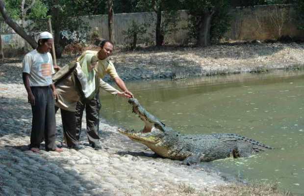 Menikmati Atraksi Menggemaskan Buaya Baron dan Jack di Penangkaran Buaya Subang 9 Menikmati Atraksi Menggemaskan Buaya Baron dan Jack di Penangkaran Buaya Subang 9
