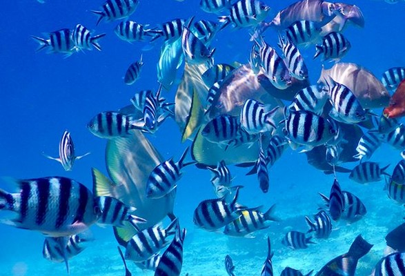 Pulau Salawati, Bukti Sesungguhnya Dari Keindahan Papua 5