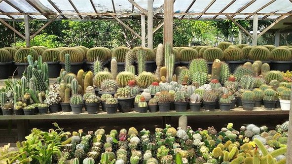 Rumah Bunga Rizal Yang Mewakili Keindahan Kabupaten Bandung 10