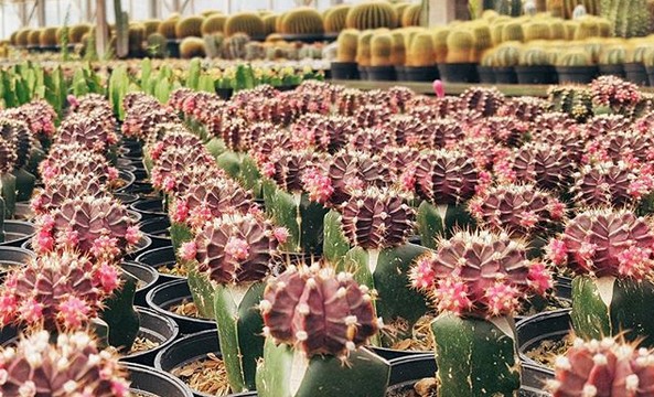 Rumah Bunga Rizal Yang Mewakili Keindahan Kabupaten Bandung 3