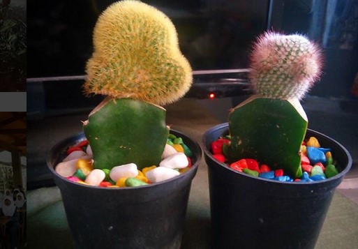 Rumah Bunga Rizal Yang Mewakili Keindahan Kabupaten Bandung 6