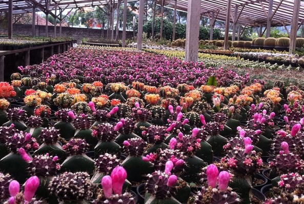 Rumah Bunga Rizal Yang Mewakili Keindahan Kabupaten Bandung 7