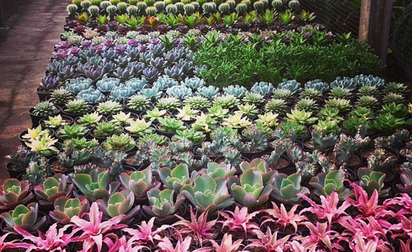 Rumah Bunga Rizal Yang Mewakili Keindahan Kabupaten Bandung 8