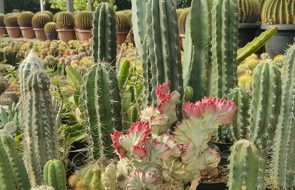 Rumah Bunga Rizal Yang Mewakili Keindahan Kabupaten Bandung 9
