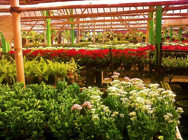 Menikmati Warna Warni di Taman Bunga Cihideung 6