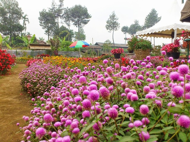 Menikmati Warna Warni di Taman Bunga Cihideung 8