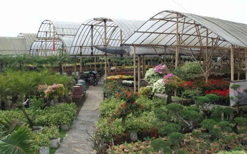 Menikmati Warna Warni di Taman Bunga Cihideung 10