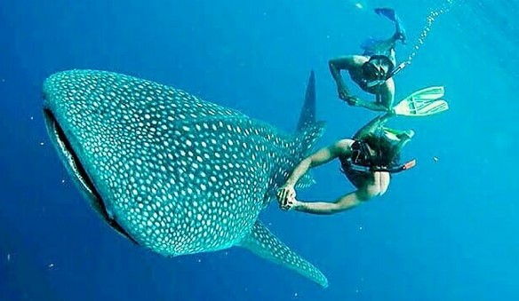 Taman Nasional Teluk Cendrawasih Yang Jauh dan Susah, Tetapi Menjadi Impian Para Penyelam Dunia 4 Taman Nasional Teluk Cendrawasih Yang Jauh dan Susah, Tetapi Menjadi Impian Para Penyelam Dunia 4