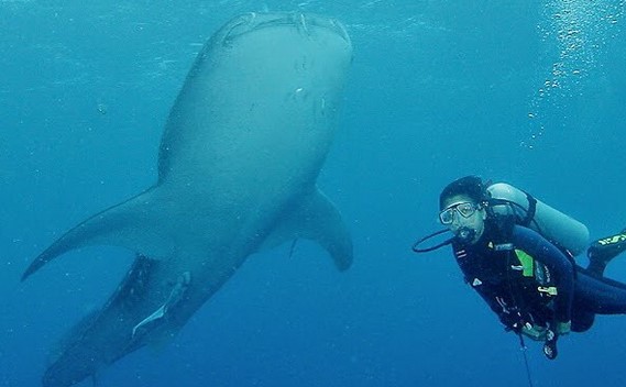 Taman Nasional Teluk Cendrawasih Yang Jauh dan Susah, Tetapi Menjadi Impian Para Penyelam Dunia 6 Taman Nasional Teluk Cendrawasih Yang Jauh dan Susah, Tetapi Menjadi Impian Para Penyelam Dunia 6