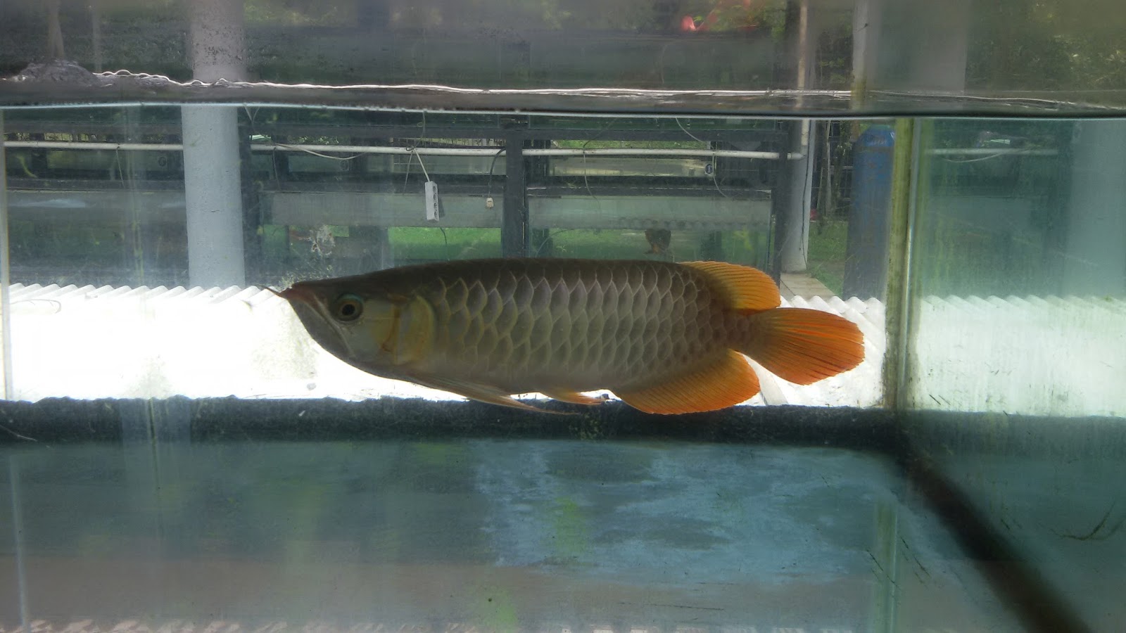 Mau Rekreasi Bersama Keluarga? Ke Telaga Arwana Saja 6